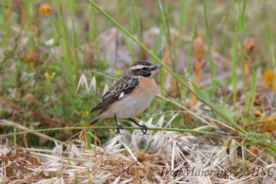 Stiaccino (Saxicola rubetra - Whinchat)