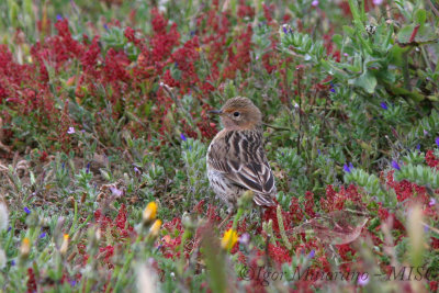 Pispola golarossa (Anthus cervinus - Red-throated Pipit)