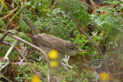 Canapino pallido occidentale (Iduna opaca - Western Olivaceus Warbler)