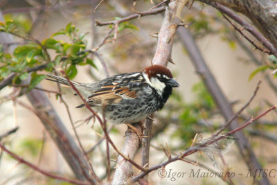 Passera sarda (Passer hispaniolensis - Spanish Sparrow)