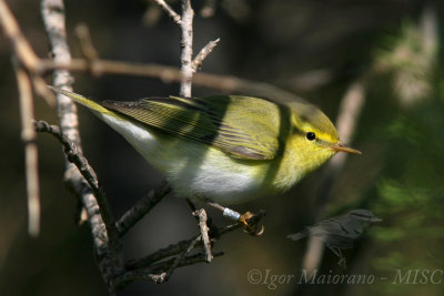 Luì verde (Phylloscopus sibilatrix - Wood Warbler