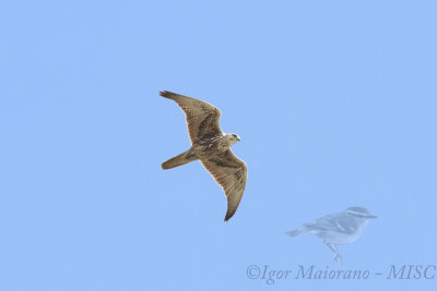 Sacro (Falco cherrug - Saker Falcon)