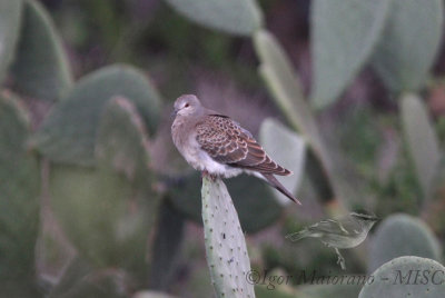 Tortora orientale ssp. meena (Streptopelia orientalis meena - Oriental Turtle Dove)