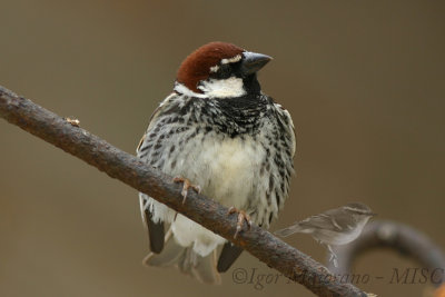 Passera sarda (Passer hispaniolensis - Spanish Sparrow)