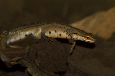 Tritone punteggiato (Lissotriton vulgaris - Smooth Newt)