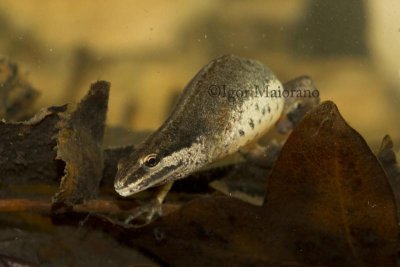 Tritone punteggiato (Lissotriton vulgaris - Smooth Newt)