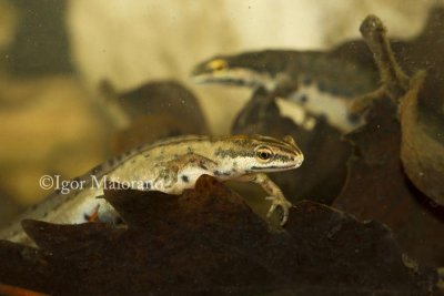 Tritone punteggiato (Lissotriton vulgaris - Smooth Newt)