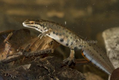 Tritone punteggiato (Lissotriton vulgaris - Smooth Newt)