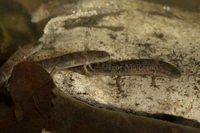Salamandra pezzata (Salamandra salamandra - Fire Salamander)