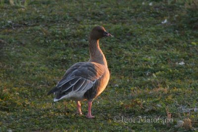 Oca zamperosee (Anser brachyrhynchus - Pink-footed Goose)