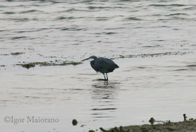 Airone schistaceo (Egretta gularis - Reef Egret)