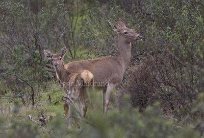Cervo iberico (Cervus elaphus hispanicus - Iberian Deer)