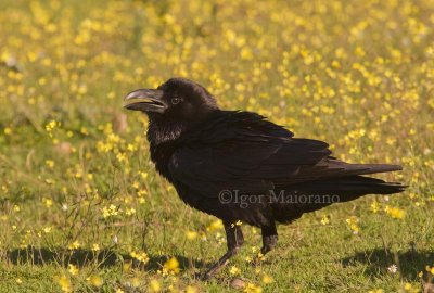 Corvo imperiale (Corvus corax - Raven)