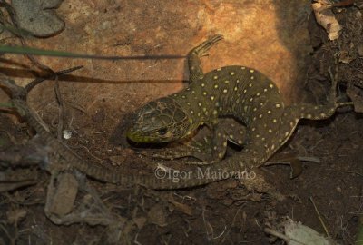 Lucertola ocellata (Timon lepidus - Ocellated Lizard)
