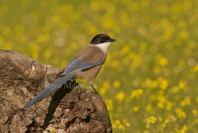 Gazza aliazzurre (Cynopica cyanus - Azure-winged Magpie)