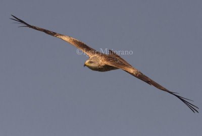 Nibbio reale (Milvus milvus - Red Kite)