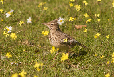 Cappellaccia (Galerida cristata - Crested Lark)