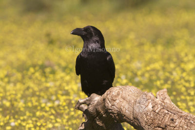 Corvo imperiale (Corvus corax - Raven)