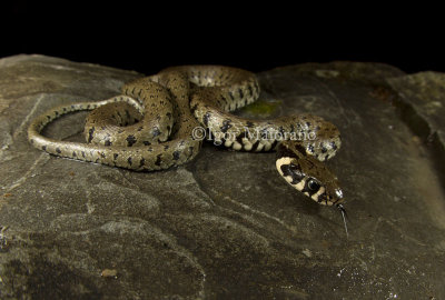 Biscia dal collare (Natrix natrix - Grass Snake)