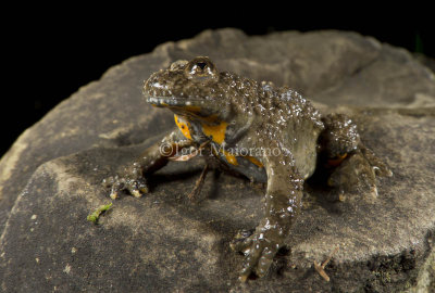Ululone ventregiallo (Bombina variegata - Yellow-bellied Toad)