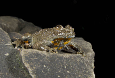 Ululone ventregiallo (Bombina variegata - Yellow-bellied Toad)