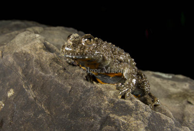 Ululone ventregiallo (Bombina variegata - Yellow-bellied Toad)