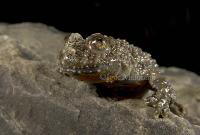 Ululone ventregiallo (Bombina variegata - Yellow-bellied Toad)