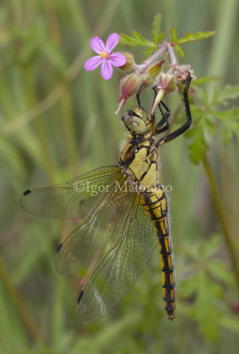 Orthetrum cancellatum - Black-tailed Skimmer