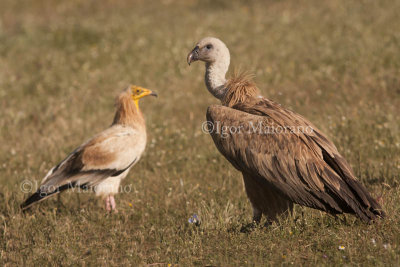 Grifone (Gyps fulvus - Griffon Vulture)