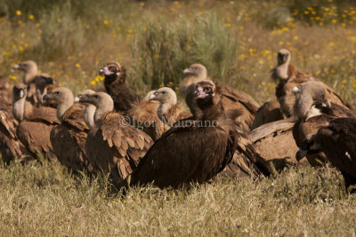 Avvoltoi - Vultures
