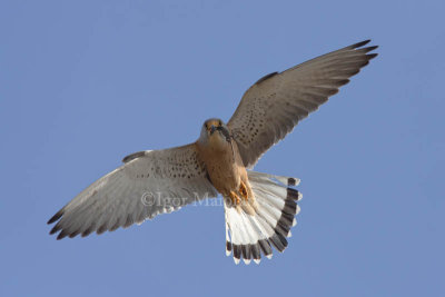 Grillaio (Falco naumanni - Lesser Kestrel)