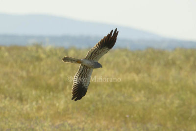 Albanella minore (Circus pygargus - Montagu's Harrier)