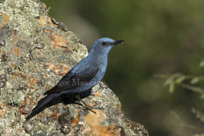 Passero solitario (Monticola solitarius - Blue Rock Thrush)