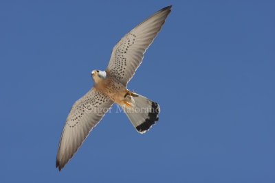 Grillaio (Falco naumanni - Lesser Kestrel)