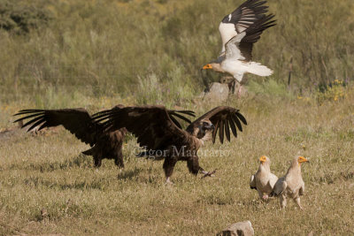 Avvoltoi - Vultures