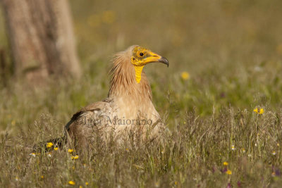 Capovaccaio (Neophron percnopterus - Egyptian Vulture)