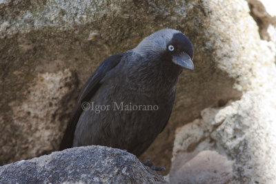 Taccola (Corvus monedula - Jackdaw)