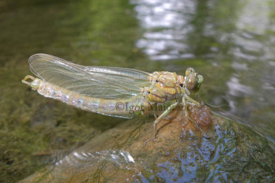 Onychogomphus forcipatus - Small Pincertail