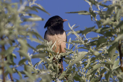 Storno roseo (Pastor roseus - Rose-coloured Starling)