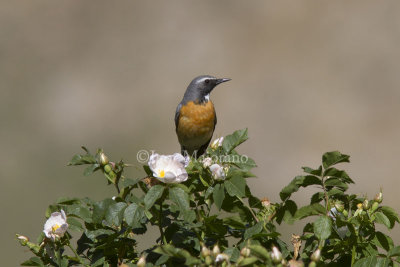Pettirosso golabianca (Irania gutturalis - White-throated Robin)