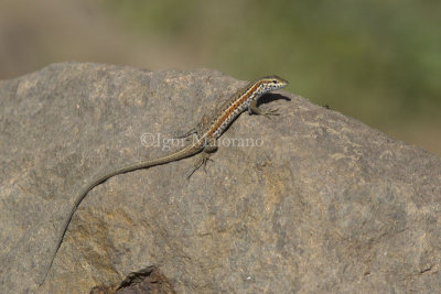 Ophisops elegans - Snake-eyed Lizard