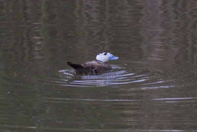 Gobbo rugginoso (Oxyura leucocephala - White-headed Duck)