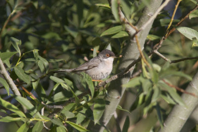 Occhiocotto di Menetries (Sylvia mystacea - Menetrie's Warbler)
