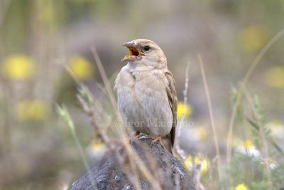 Passera lagia chiara (Carpospiza brachydactyla - Pale Rock Sparrow)