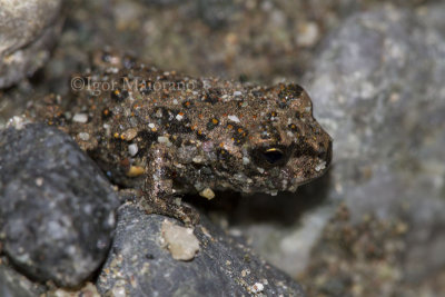 Rospo smeraldino del Caucaso (Pseudepidalea variabilis - Variable Toad) - 