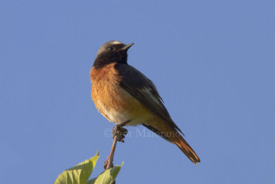 Codirosso (Phoenicurus phoenicurus ssp. samamisicus - Common Redstart)