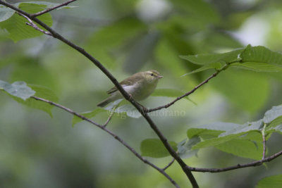 Lu nitido (Phylloscopus nitidus - Green Warbler)