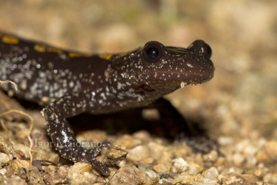 Mertensiella caucasica - Caucasian Salamander