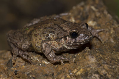 Pelodite del Caucaso (Pelodytes caucasicus - Caucasian Parsley Frog)