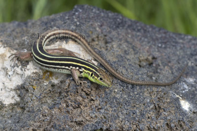 Lacerta strigata - Caspian Green Lizard